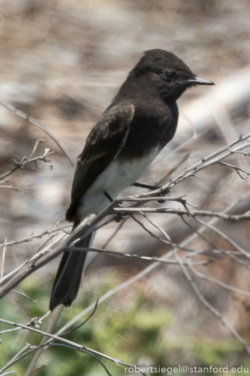 emily renzel wetlands